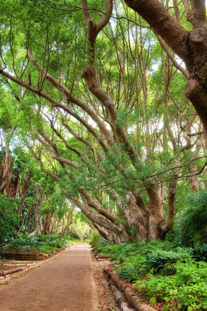 istock Flowers, plant and trees 1464251245