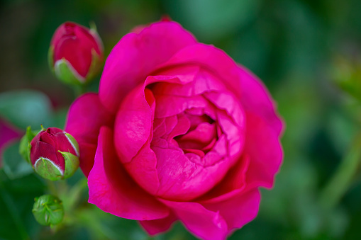 Olivia rose Austin english shrub pink flowers in summer garden.