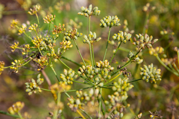 Fennel (Foeniculum vulgare) plant in a bed of herbs stock photo