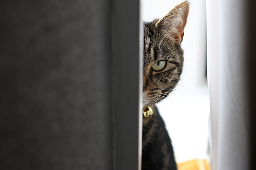 Tabby cat spying on you