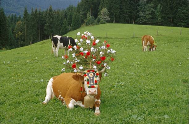 Itter, Tyrol, Austria, 1981. Almabtrieb. Preparation for the cattle drive to the winter quarters with a headdress.
