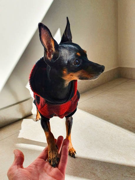 Dog wearing red clothes greeting a person. Pinscher.
