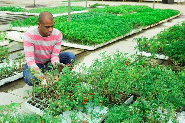istock Indian farmer at work in greenhouse checking tomato sprouts 1464255376