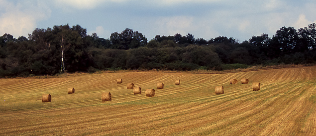 Dozens of bales of straw on a freshly harvested field are waiting to be taken to the barn