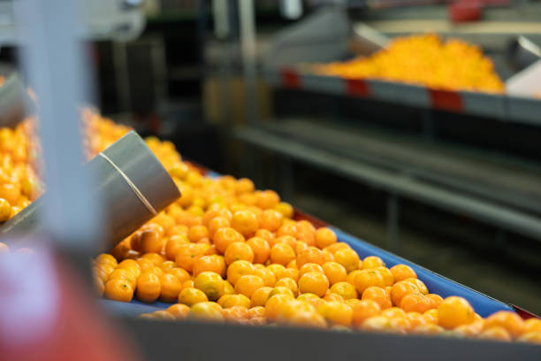 istock Heap of mandarin oranges on sorting and packaging line 1464255619