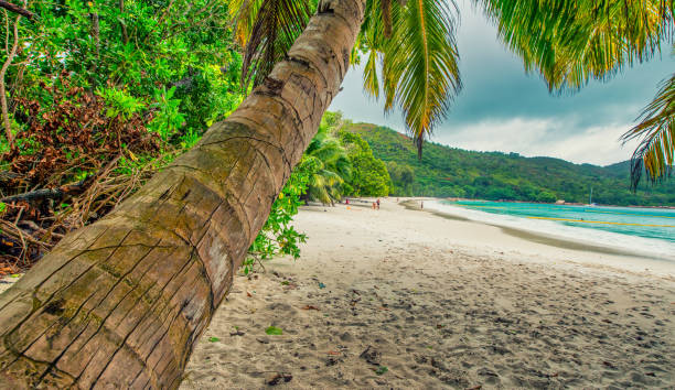 istock Palms along the beach of Seychelles Islands 1464256358