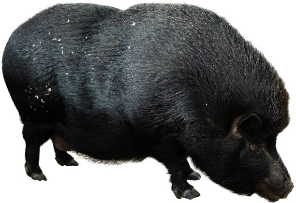 istock Black iberian pig isolated over background 1464258661