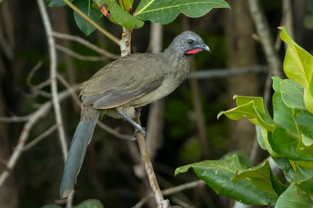Plain Chachalaca perching Plain Chachalaca perching in the brush chachalaca bird stock pictures, royalty-free photos & images