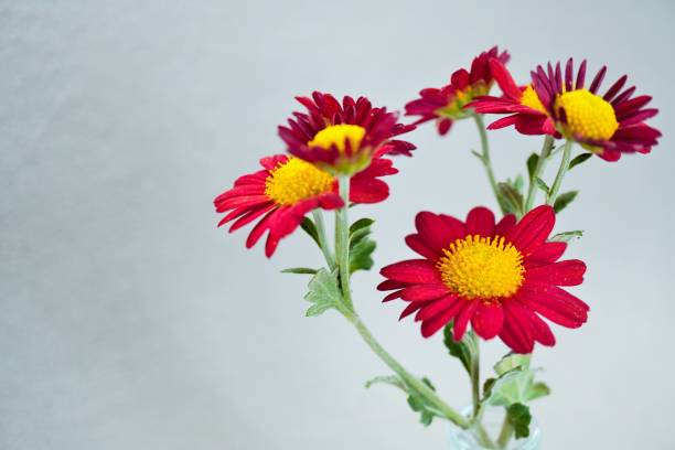 istock Red spray chrysanthemum flowers on gray background 1464264505