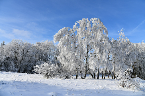 Toller Winterwald mit verschneiten Bäumen in der Rhön