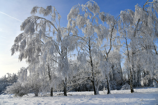 Toller Winterwald mit verschneiten Bäumen in der Rhön