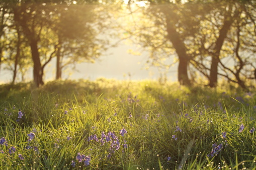Early morning sun shining through trees onto dewy grass and bluebells