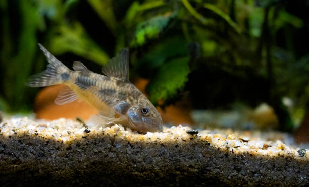 istock Corydoras paleatus - Blue leopard corydoras fish 1464272191