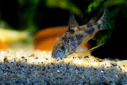 Corydoras paleatus is a species of catfish (order Siluriformes) of the family Callichthyidae.