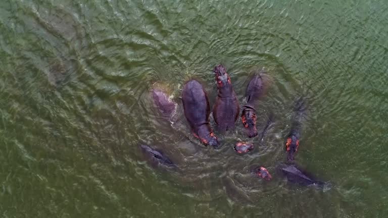 Aerial view of hippopotamus in a small lake in Kenya national park, Africa.