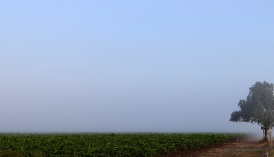 California Vineyard in Fog