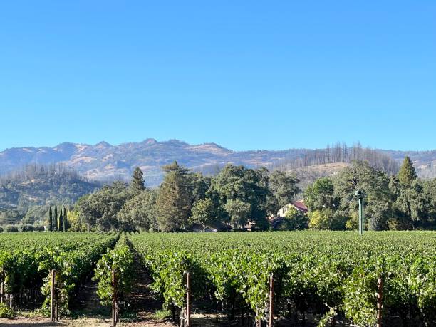 istock California Vineyard in Summer 1464279787