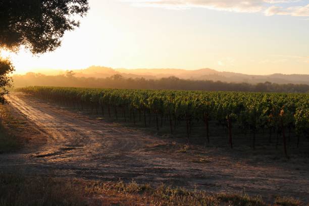 istock California Vineyard at Sunset 1464279803