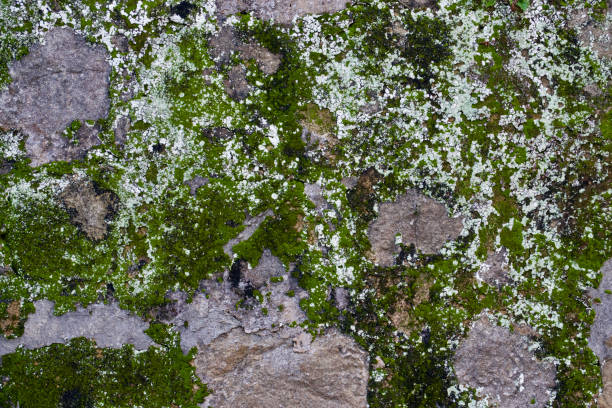 istock Ancient stone wall with layers of moss and algae 1464279952