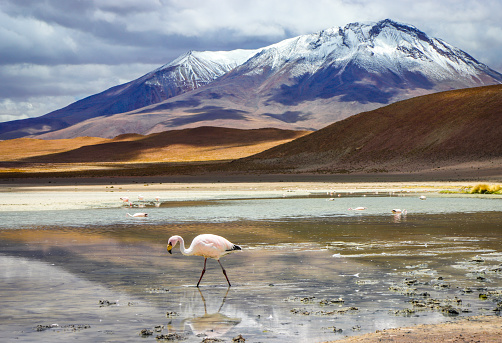 Andean Flamingos are present in the high altitude lagoons of the Altiplano Desert in Bolivia. These flamingos are in Laguna Hedionda, of the Reserva nacional de fauna andina Eduardo Abaroa.