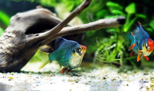 Green Tiger Barb freshwater fish - (Puntigrus tetrazona)