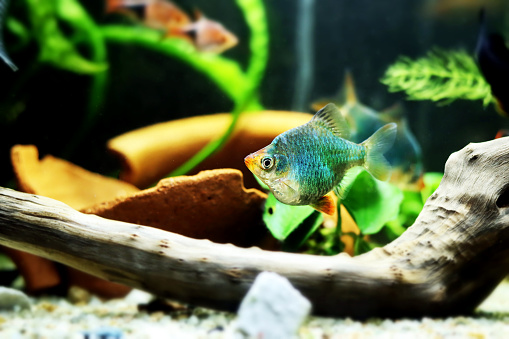 Green Tiger Barb freshwater fish - (Puntigrus tetrazona)