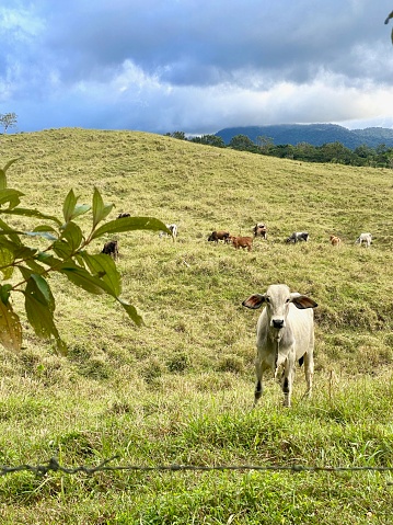 Brahman Cow looking at camera while in Arenal area, Costa Rica.