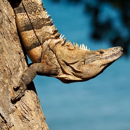 Spiny Tailed Iguana on tree in Guanacaste, Pacific ocean in background, Costa Rica. OLYMPUS DIGITAL CAMERA