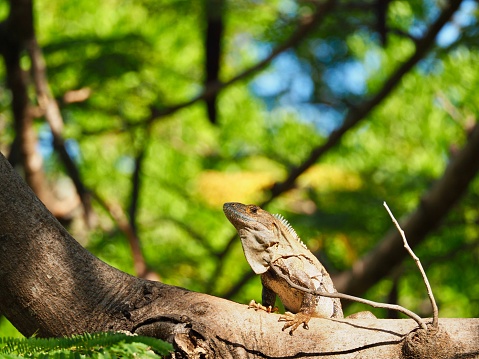 Closeup of Green Iguana (Iguana iguana) on the island of Aruba. Lying on a rock, looking to the left, ocean in background.