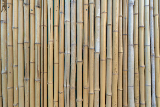 istock Natural bamboo wall fence close-up - Austin, Texas 1464283028
