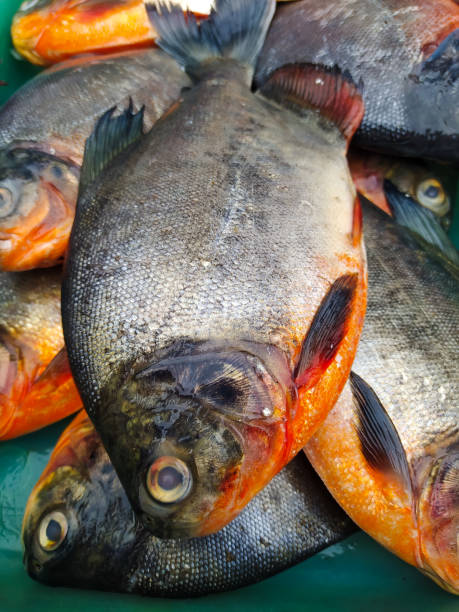 istock Fresh Pomfret (Colossoma macropum) in the market 1464284397
