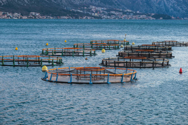 vista di gabbie di allevamento ittico di mare e reti da pesca, allevamento dorado, orata e branzino, che alimenta il pesce un foraggio, con paesaggio marino e montagne sullo sfondo, mare adriatico - catch of fish fish tuna sea bream foto e immagini stock