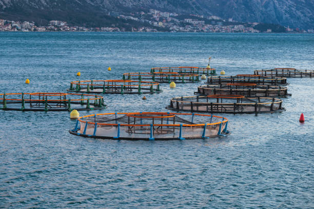 View of sea fish farm cages and fishing nets, farming dorado, sea bream and sea bass, feeding the fish a forage, with marine landscape and mountains in the background, Adriatic sea stock photo