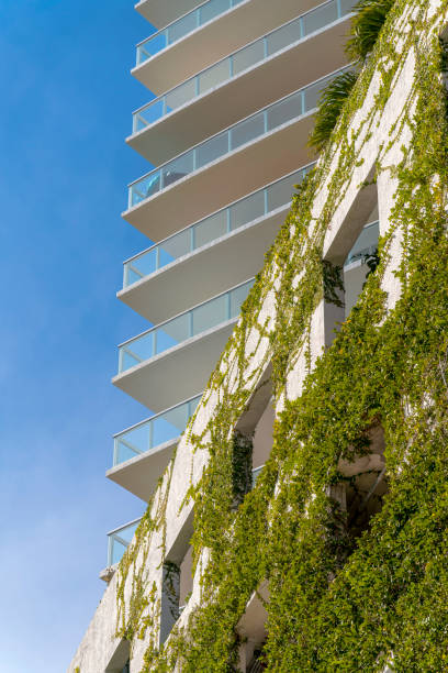 istock Vine covered building wall below the modern apartment building at Miami, Florida 1464290903