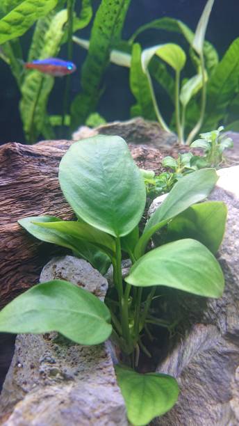 istock Anubias Plant 1464300502