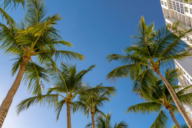 istock Low angle view of coconut trees at Miami River Walk in Miami, Florida 1464302095