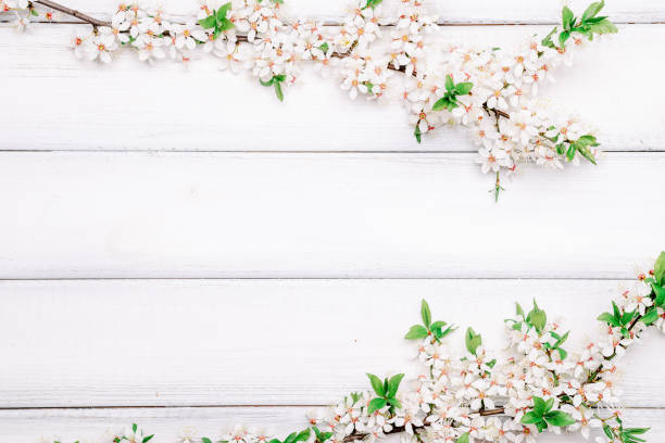 istock May flowers spring blossom. April floral nature blooming tree on wooden background. Easter Sunny day. Orchard abstract blurred background. Springtime. 1464308679