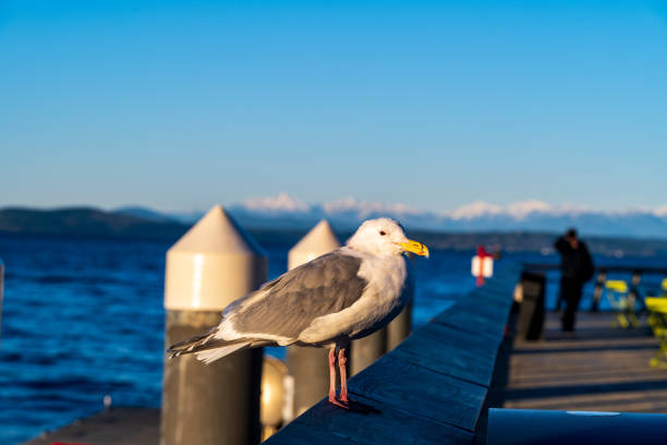 Seattle WA, USA - January 19, 2023: A Beautiful Day along the waterfront at Pier 62.