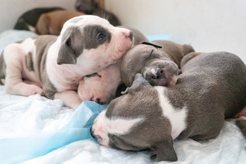 Sleeping puppies on top of each others pit bull