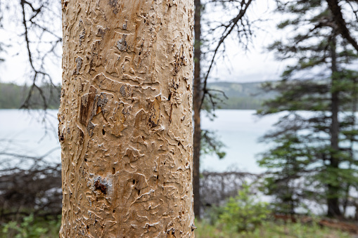 Damaged Tree by Ants in Jasper National Park, Alberta, Canada