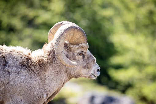Bighorn sheep (Ovis canadensis) ram in Jasper National Park, Alberta, Canada.