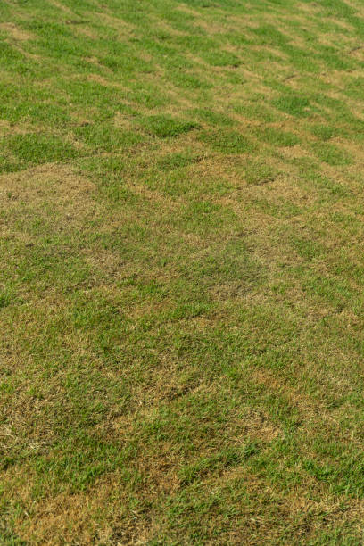 istock High angle view of a fresh mowed lawn in a vertical shot view 1464313844