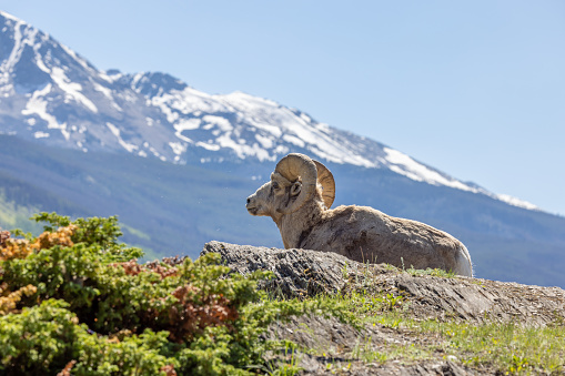 Bighorn Sheep (Ovis canadensis) group of male, ram, lying down, Yellowstone national park, Wyoming Montana, USA.