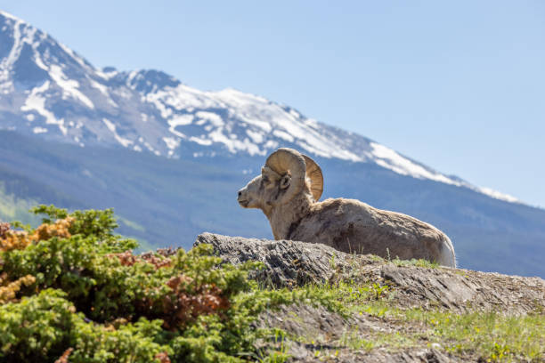 Bighorn sheep in Jasper National Park stock photo