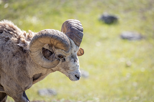 Bighorn sheep (Ovis canadensis) ram in Jasper National Park, Alberta, Canada.