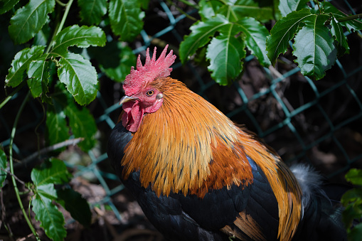 Stunning rooster looking around