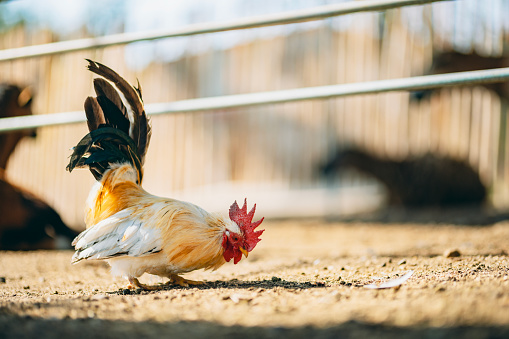 species-appropriate keeping of chickens in the countryside