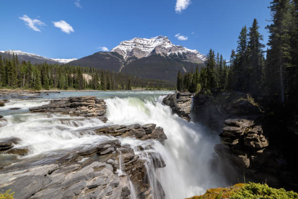 Athabasca cai no Parque Nacional de Jasper durante o verão, Alberta, Canadá - foto de acervo