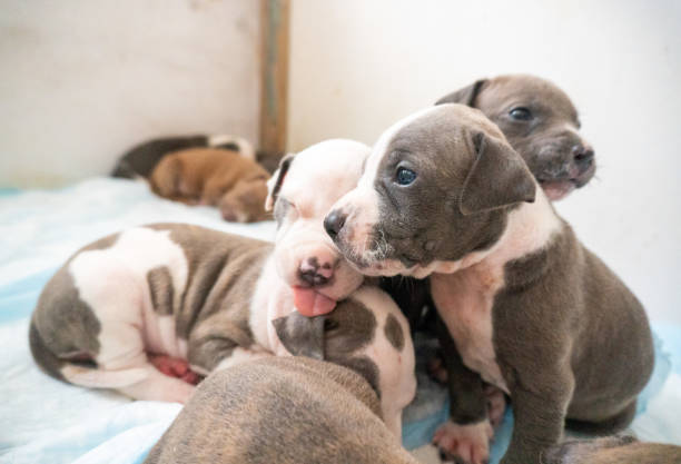 istock Puppy’s posing for picture with tongue out 1464320152