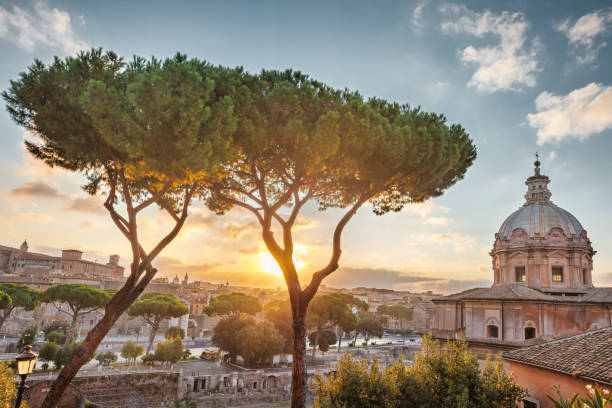 Old Town Rome Italy Italian Stone Pines Sunrise Quintessential Italian Stone Pines and Santi Luca e Martina Church in downtown Rome Italy at sunrise. pinus pinea photos stock pictures, royalty-free photos & images